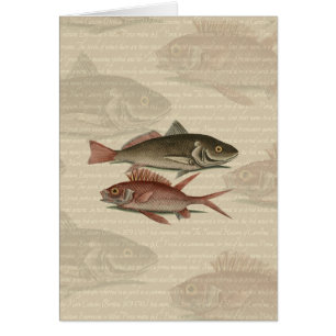 Roter Barsch Fischermann Kunst