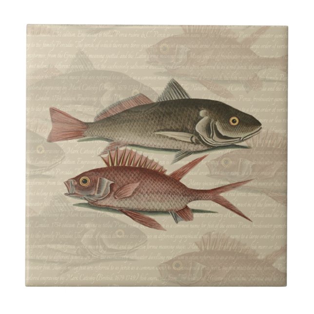 Roter Barsch Fischermann Kunst Fliese (Vorderseite)