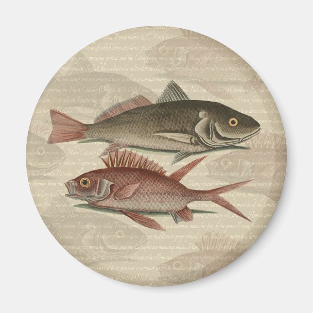 Roter Barsch Fischermann Kunst Magnet (Vorne)