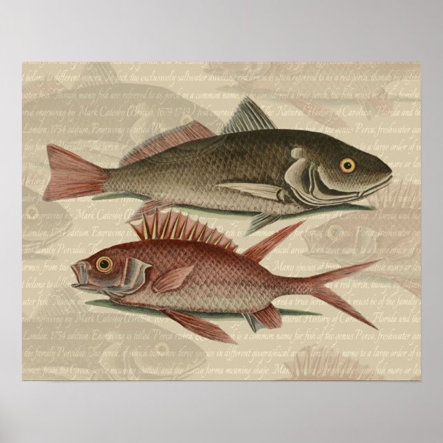 Roter Barsch Fischermann Kunst Poster (Vorne)