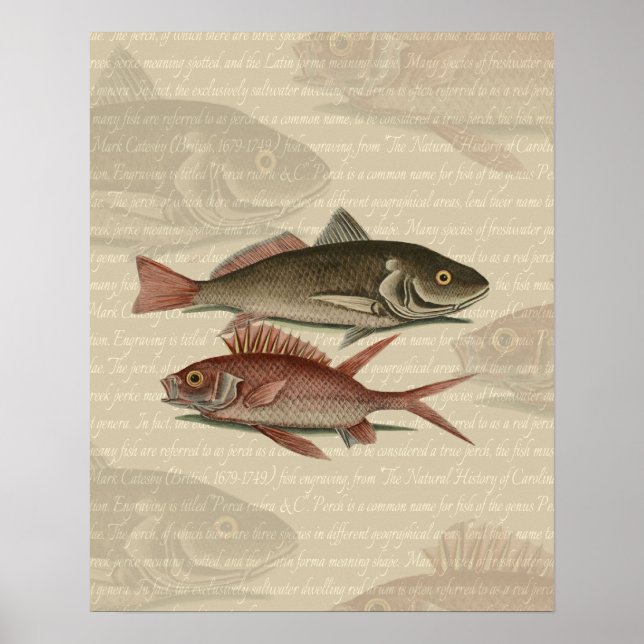 Roter Barsch Fischermann Kunst Poster (Vorne)