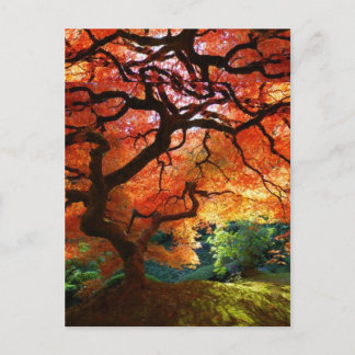 Roter Baum-Hügel Postkarte