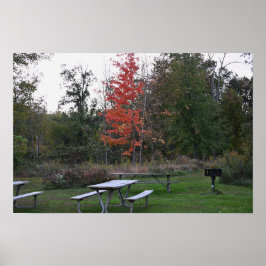 Roter Baum mit Bänken-Poster Poster