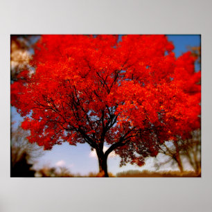 Roter Baum mit Wolken Poster