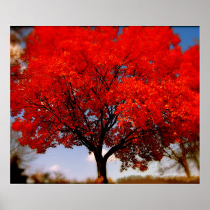 Roter Baum mit Wolken Poster