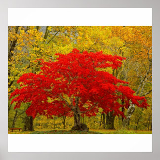 Roter Baum Poster