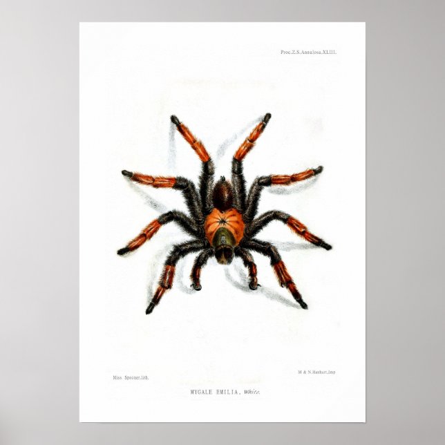 Roter Beintarantula Poster (Vorne)