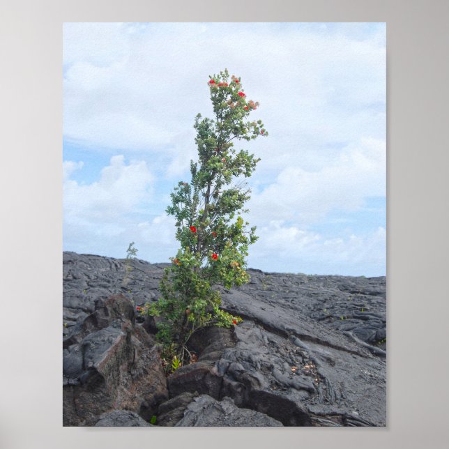 Roter blühender Ohia-Baum Wachsen auf dem Feld von Poster (Vorne)