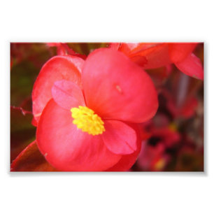 Roter Blumen-Druck Fotodruck