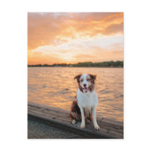 Roter Border Collie am Sunset Lake Steg