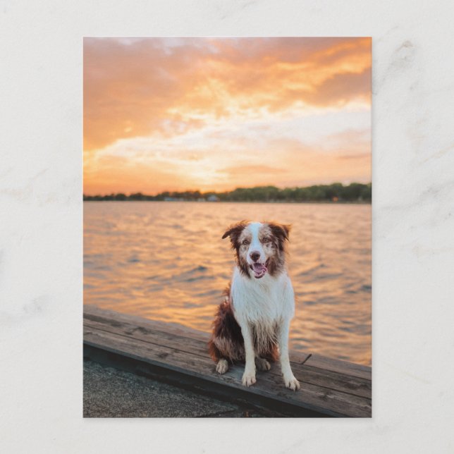 Roter Border Collie am Sunset Lake Steg Postkarte (Vorderseite)