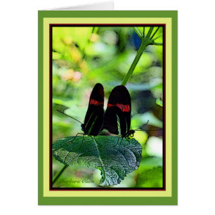 Roter Briefträger: Schmetterling