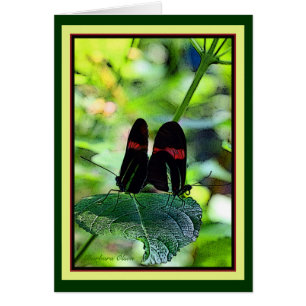 Roter Briefträger: Schmetterling