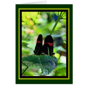 Roter Briefträger: Schmetterling