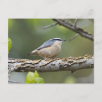 Roter Brustkern Postkarte