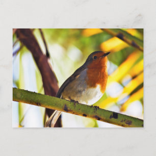 Roter Brustvogel Postkarte