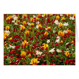 Roter bunter hoher Park im Frühjahr, Toronto,