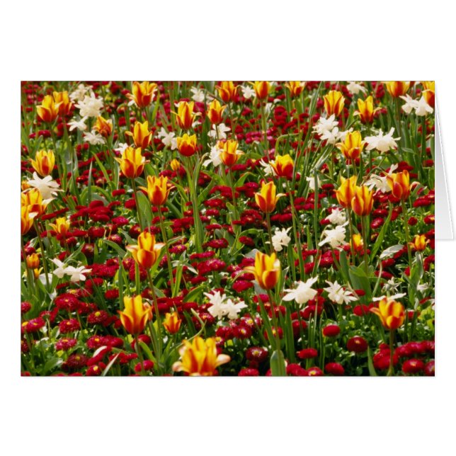 Roter bunter hoher Park im Frühjahr, Toronto, (Vorderseite (Horizontal))