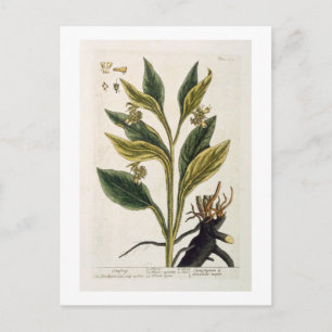 Roter Chili (Farbengravur) Postkarte