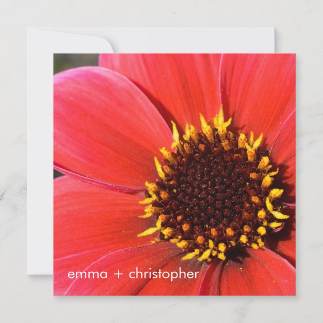 Roter Dahlia Einladung (Vorderseite)