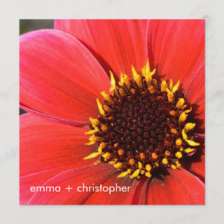 Roter Dahlia Einladung