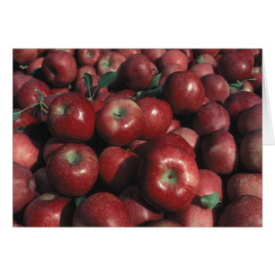 Roter Delicious Apfel Ernte