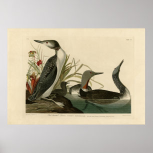 Roter Donnerstag (Loon) Audubon Birds of America Poster