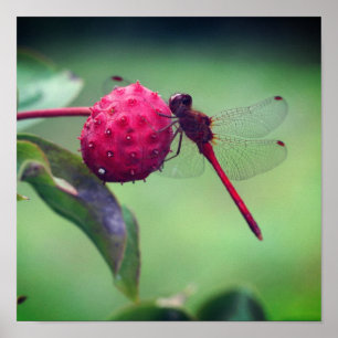 Roter Dragonfly auf Dogwood Frucht Nah Poster