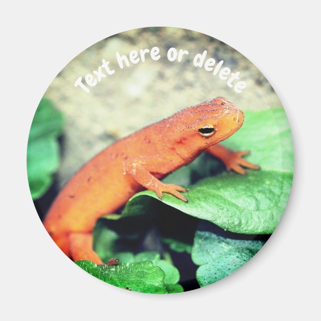 Roter Eft Salamander Natur Personalisiert Magnet (Vorne)