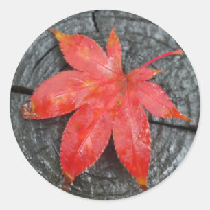 Roter Fall Rustikaler Ahornleaf-Umschlag Aufkleber