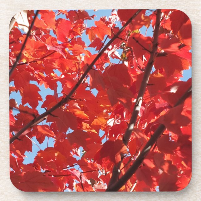 Roter Fall Untersetzer (Vorderseite)