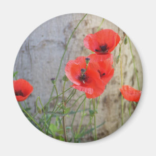 Roter Feld-Mohnblume-Magnet Magnet