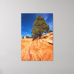 Roter Felsen-Nadelbaum Leinwanddruck