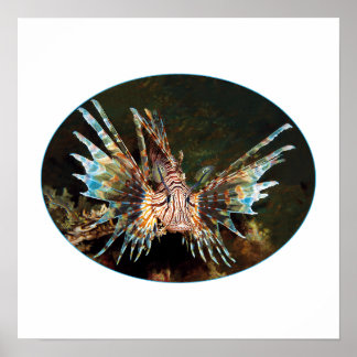 Roter Feuerfisch, Raja Ampat - Fotografisches Desi Poster