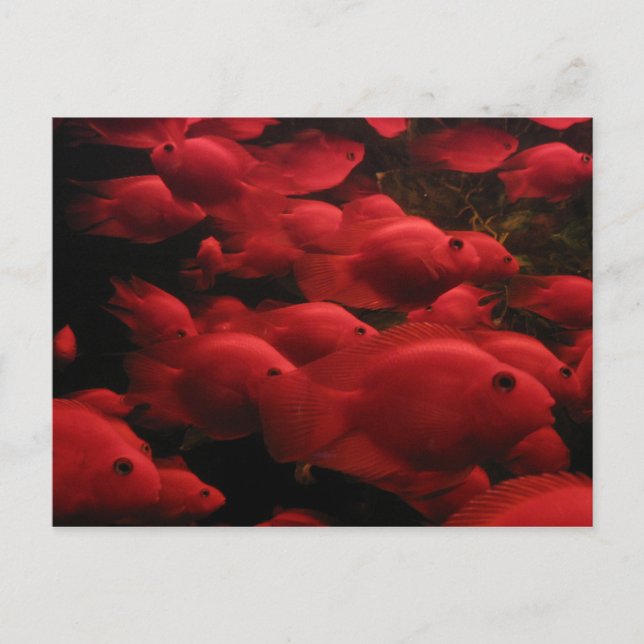 Roter Fisch Postkarte (Vorderseite)