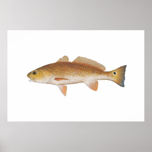Roter Fisch - Roter Trommelfell Poster
