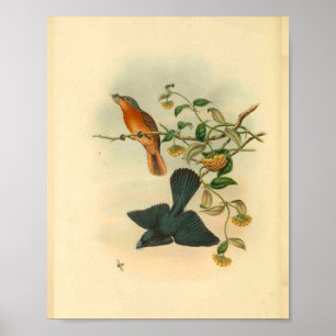 Roter Fliegenschnäpper mit Rehschwanz Vintage-Druc Poster