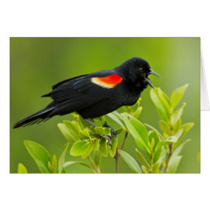 Roter Flügel (Agelaius Phoeniceus)