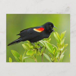 Roter Flügel (Agelaius Phoeniceus) Postkarte