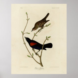 Roter Flügel Blackbird - Audubons Vögel in Amerika Poster