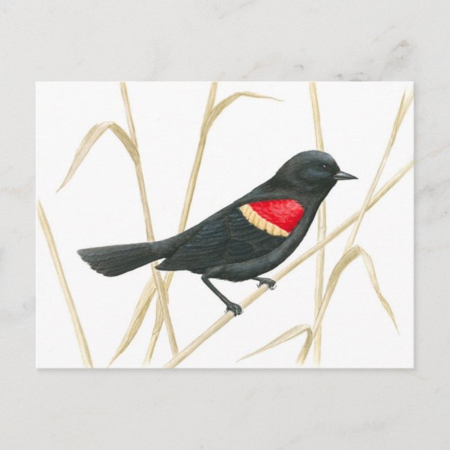 Roter Flügel-Blackbird-Postkarte Postkarte (Vorderseite)