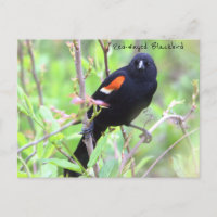 Roter Flügel-Blackbird-Postkarte