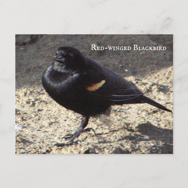 Roter Flügel-Blackbird-Postkarte Postkarte (Vorderseite)