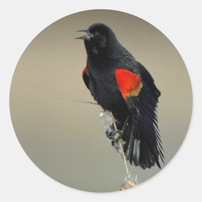 Roter Flügel Runder Aufkleber (Vorderseite)