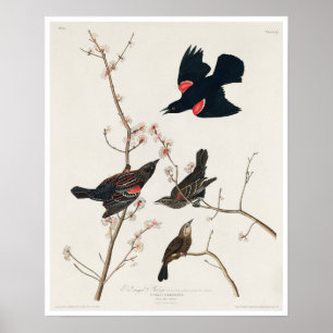 Roter Flügeldrachen oder Marsh Blackbird von Audub Poster