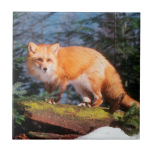 Roter Fox auf einem log Fliese