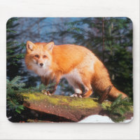 Roter Fox auf einem log
