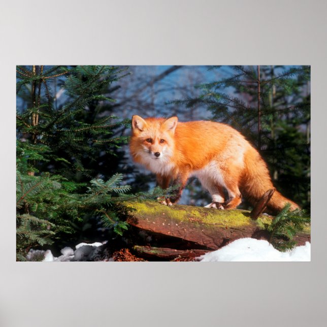 Roter Fox auf einem log Poster (Vorne)