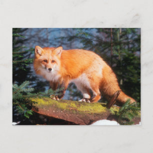 Roter Fox auf einem log Postkarte