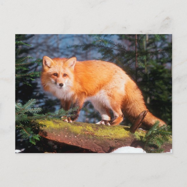 Roter Fox auf einem log Postkarte (Vorderseite)
